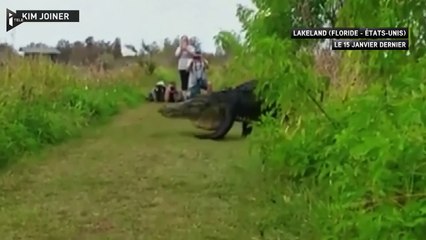 Floride  - l'alligator qui se baladait à Lakeland-TApwuaU6gFc