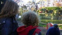 Les animaux fêtent Noël au Zoo de Vincennes-QIpySVS9hhE