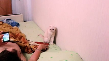 Смешные приколы про животных ( Кот патриот)