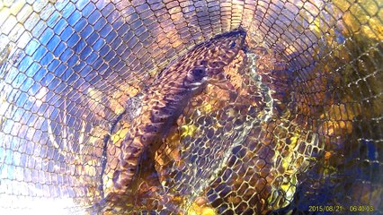 Belle de la Dordogne ...