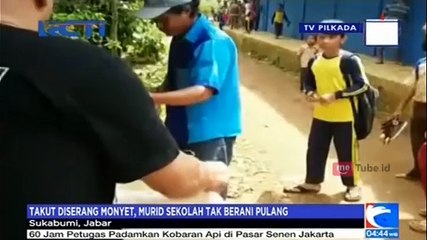 Monyet Liar Ngamuk di Sekolah