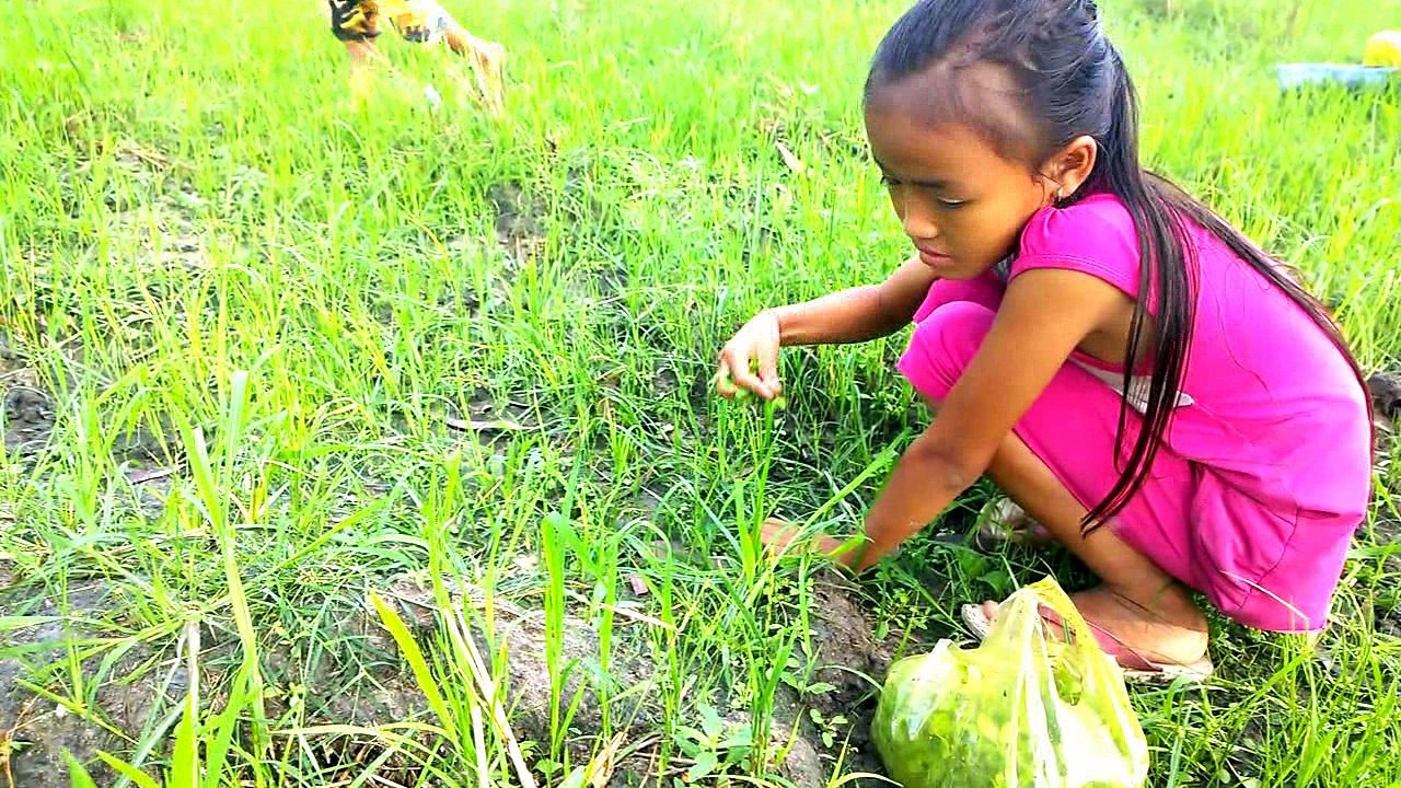Nhớ mùa hái rau đắng trên ruộng đồng quê ta, An Giang 2017