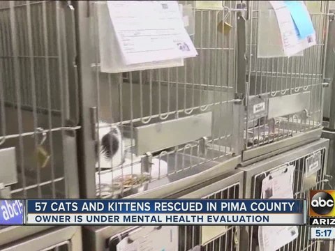 Dozens of cats rescued from hoarding situation in Tucson