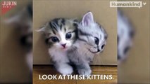 Magical box releases kittens, kittens, and more kittens-DnQz1SDdAAM