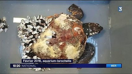 La tortue, indicateur de la santé des mers-5rmHuTPLx3A