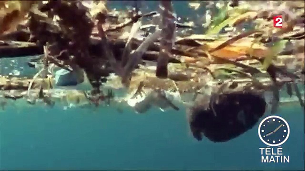 Les océans, zones à défendre-zx7cMxSs0I4