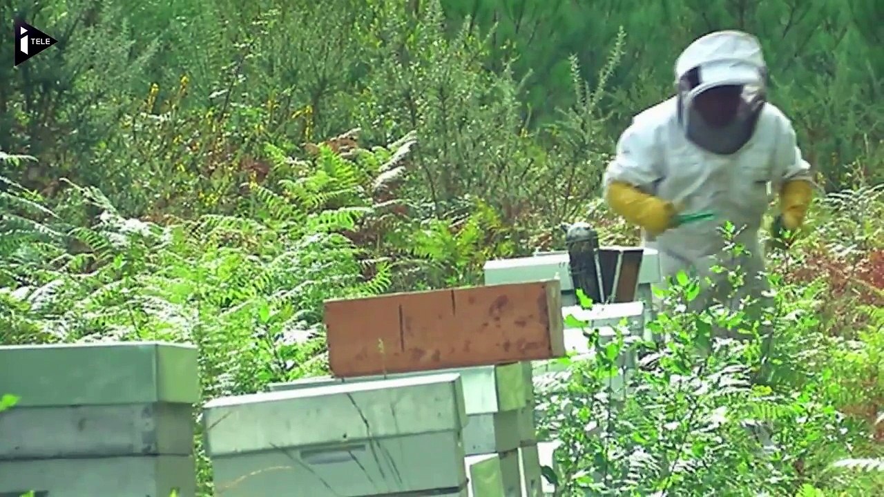 Les apiculteurs exhortent l'Etat à déclarer l'état de calamité agricole-YFY7tkGiS0E
