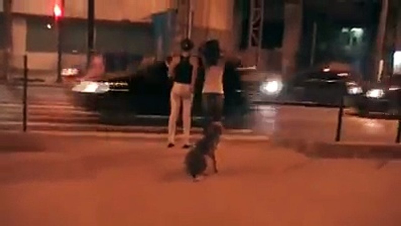 ESTE PERRITO ES MÁS EDUCADO QUE MUCHA GENTE!