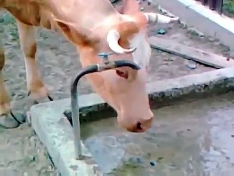 Корова сама открывает кран D