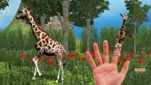 Finger Family Elephant Rhino Giraffe Bear cartoons for Kids | Finger family Nursery Rhymes 3D