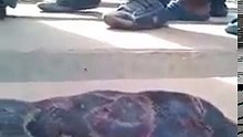 Video of Huge Snake Found And Killed In Alagbole, Ogun State, Nigeria