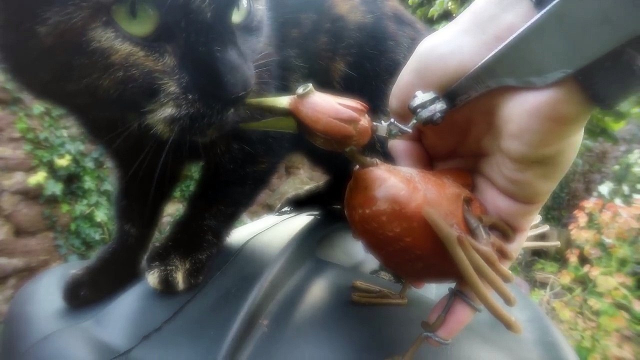 Dabchick ~8~ A Song For Hobo Kitty-6md-el0Z3Uw