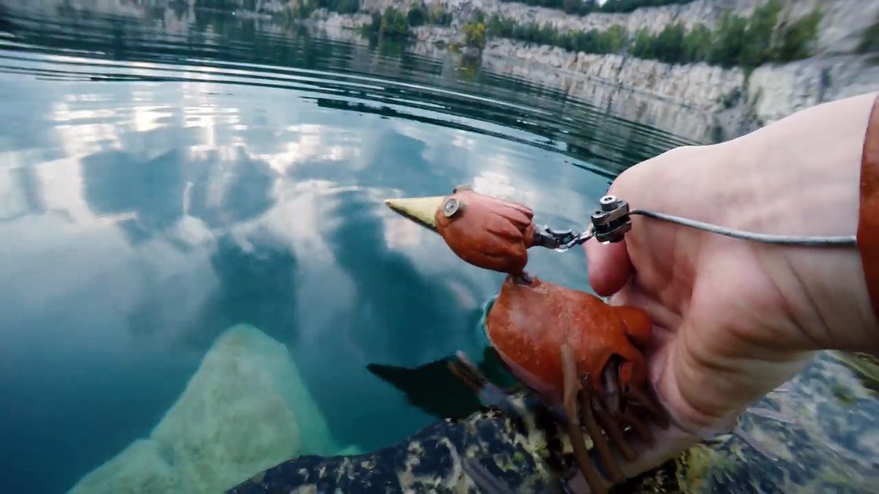 Dabchick ~15~ Taking a Dive-ni-Hs-_AULo