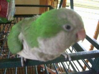 Cussing Parrot