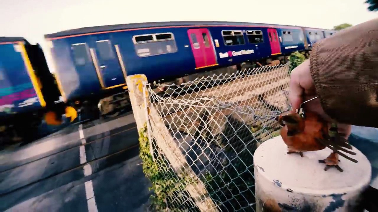 Dabchick ~31~ Train Journey-6EU9DVNShOQ