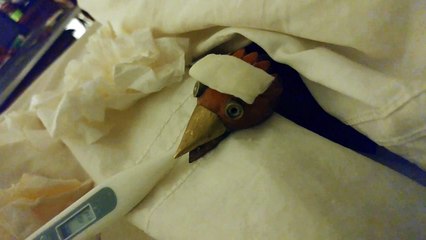 Dabchick ~35~ Bird flu-QjgaluJr7SE