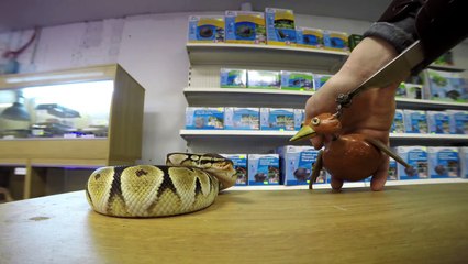 Dabchick meets SNAKES!!! (04_07_15)-19GzRR7T7mY