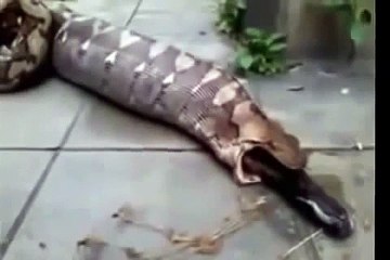 Amazing!Big snake vomiting buffalo