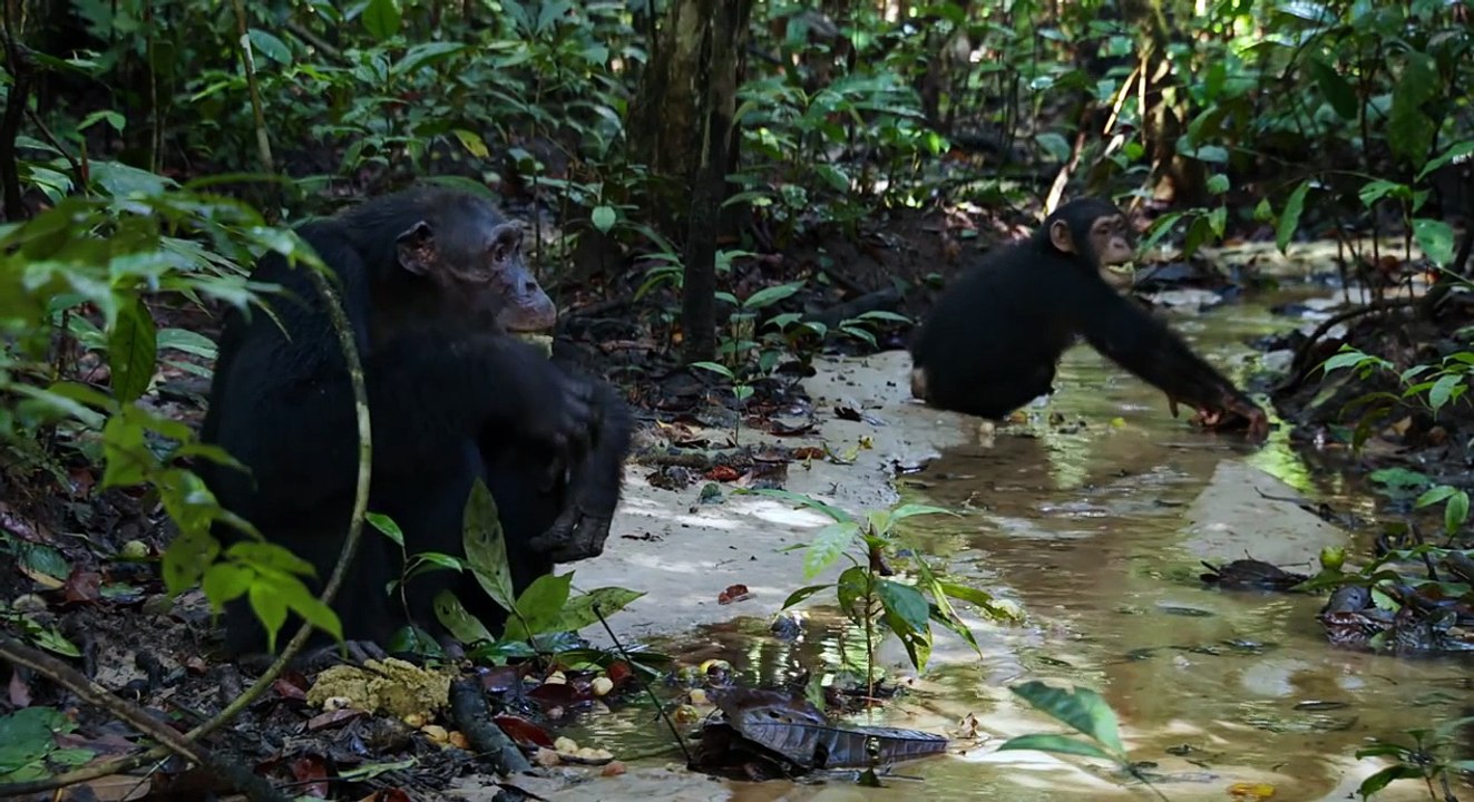 Disneynature - SCHIMPANSEN - Filmclip - Köstlichkeiten-F_2sGRGqYM4