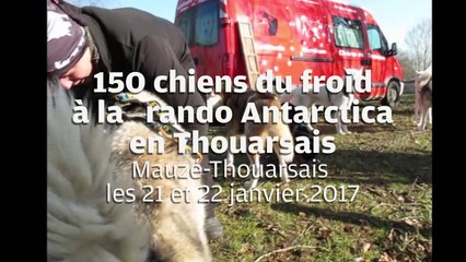 VIDEO. CHIENS DE TRAINEAU A MAUZE