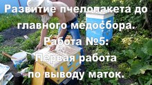 The development of bee packages. The work №5: The first work on the conclusion of queens.