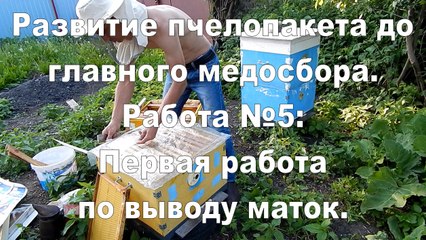 The development of bee packages. The work №5: The first work on the conclusion of queens.