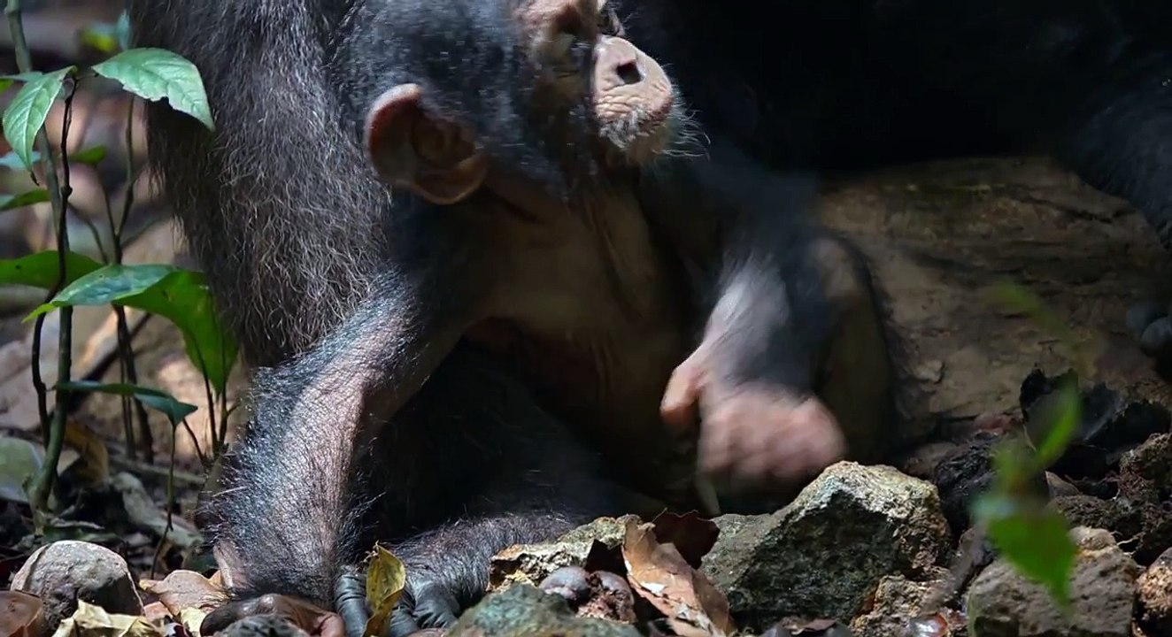 Disneynature - SCHIMPANSEN - Filmclip - Oskars grosse Familie-I9CRttP3zS8