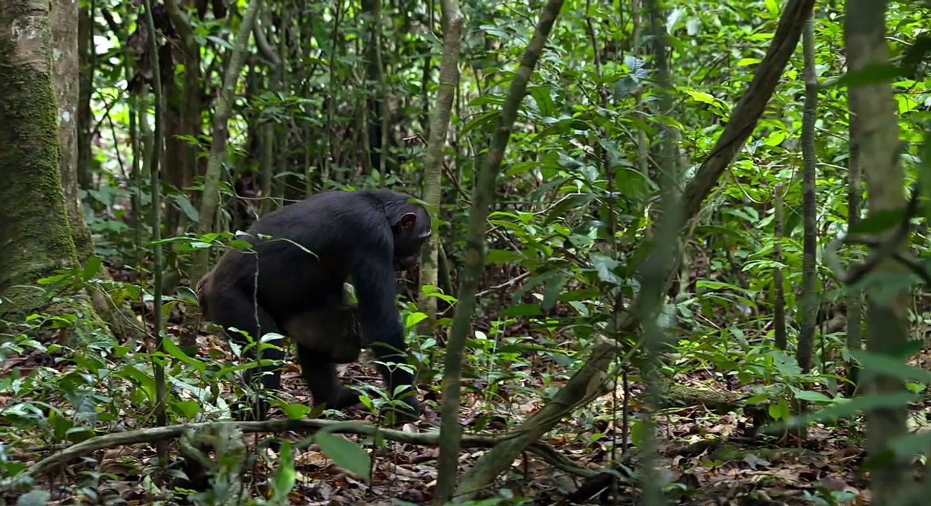 Disneynature - SCHIMPANSEN - Filmclip - Werkzeuge-9P12h5BBG1g