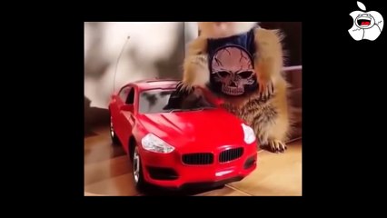 НОВАЯ ПОДБОРКА ПРИКОЛОВ ЗА ДЕКАБРЬ 2016