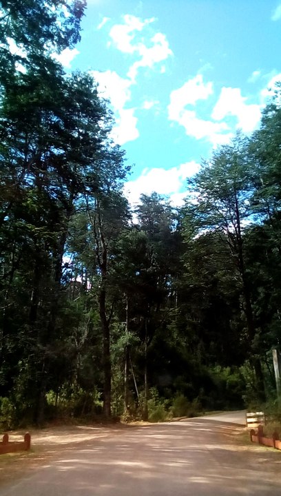 BOSQUE. VALDIVIANO PARTE I
