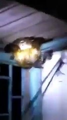 Video herunterladen: Ils découvrent un énorme serpent dans leurs maison !