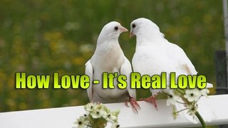 দেখুন কবুতরের ভালোবাসা মানুষকে হার মানায় - This Is True Love of Pigeons 2016