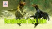 দেখুন বাংলাদেশি মোরগ কিভাবে ফিইট করে - Bangladeshi Cock Fight