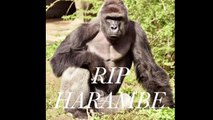 RIP HARAMBE |The Gorilla|