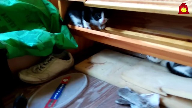 Дружная семья. Забавные котята и кошка