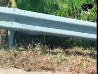 Annelik Her Canlıda Aynıdır