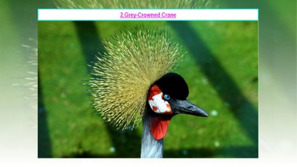 Top 10 Most Incredible Animals Only Found In Africa