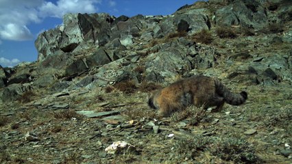 Chats de Pallas en Mongolie