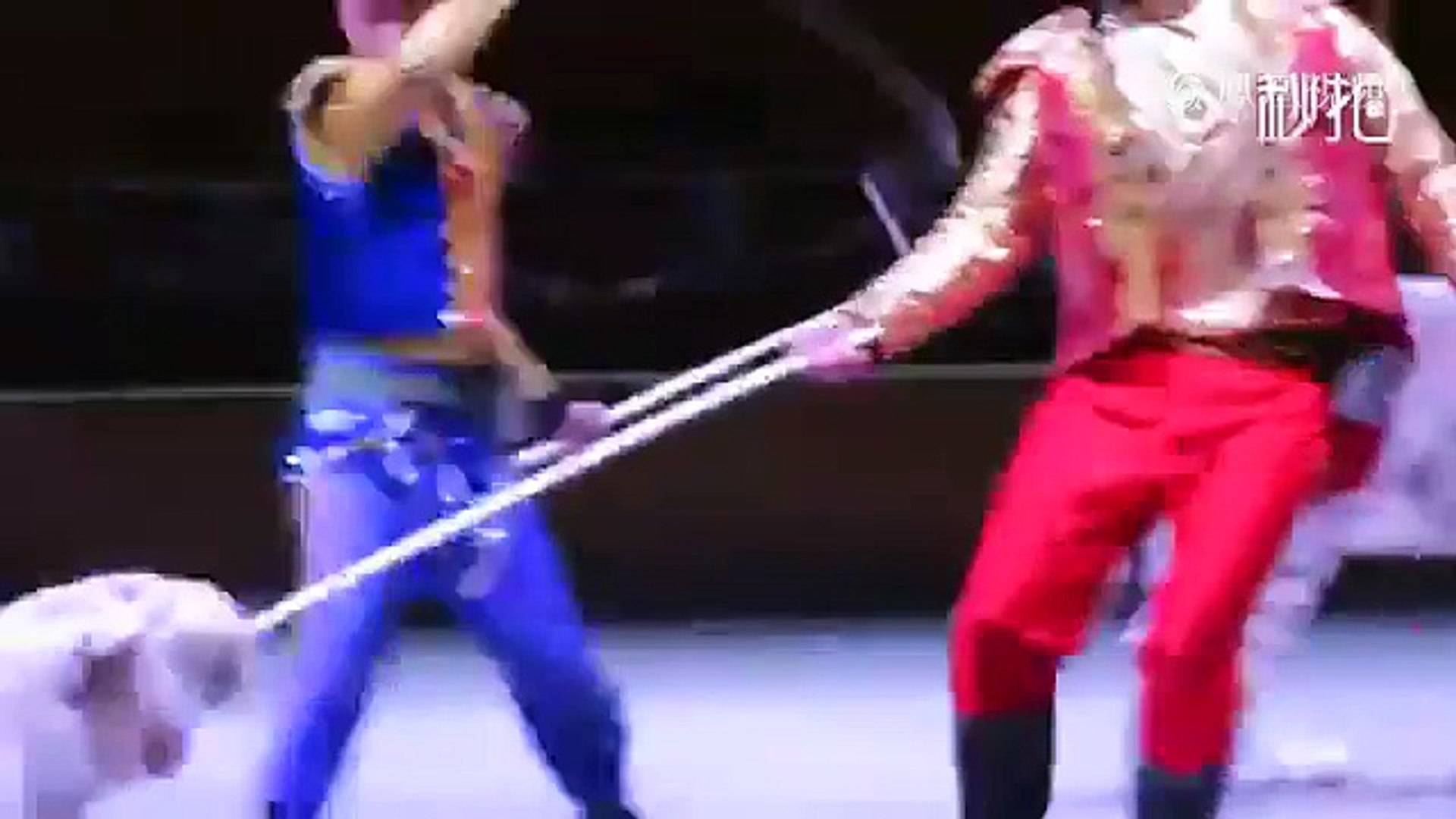 杭州野生动物世界虐待白虎