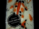 WA  62 877-8267-6857 XL, Puding Art, Jelly Art Puding, Jelly Art