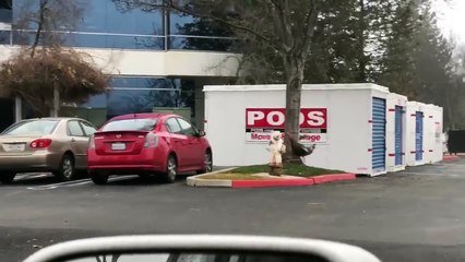 des dindes courent en rond autour d'un arbre