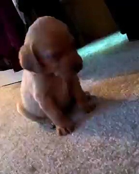 que sono