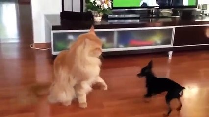 Кошки и собаки.  Разборки.