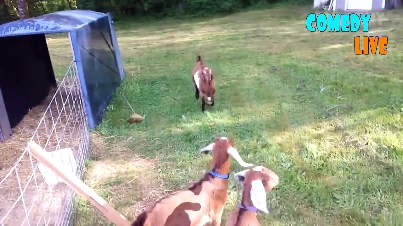 ТЕСТ НА ПСИХИКУ CHALLENGE НЕ ДЕТСКИЕ ПРИКОЛЫ 2016 ЛУЧШИЕ