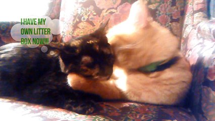 Reluctant Daddy's Girl (Cat Daddy and Kitten Daughter)