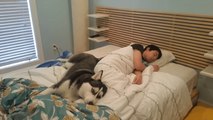 Husky tries waking owner, ends up snuggling him