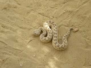 Serpent à cornes au Jardin du Paradis de Tozeur