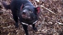 Tasmanian Devils Arrive at the San Diego Zoo