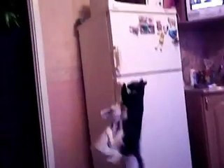 Индиана Джонс Кот   Indiana Jones Cat