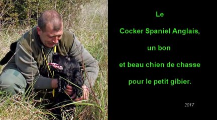 Le Cocker Spaniel Anglais, un chien polyvalent sous un petit volume.